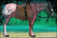 Horse Color:Black Appaloosa