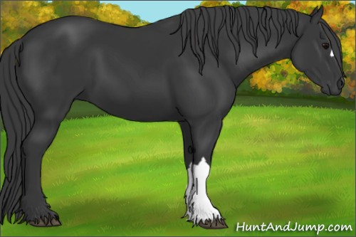 Horse Color:Black 