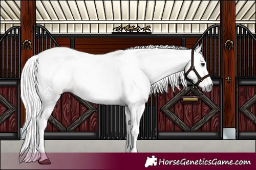 Horse Color:Gray Chestnut Splash Tobiano 