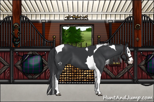 Horse Color:Black Splash Tobiano 