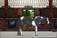 Horse Color:Black Splash Tobiano