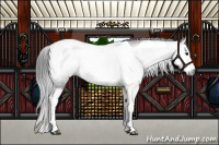 Horse Color:Gray Black Splash Tobiano 
