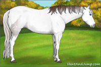 Horse Color:Gray Chestnut Splash Tobiano