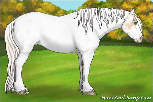 Horse Color:Palomino Pearl Sabino Near Leopard
