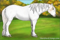 Horse Color:Palomino Pearl Sabino Appaloosa