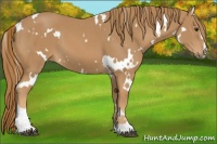 Horse Color:White Spotted Chestnut Sabino