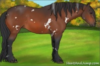 Horse Color:White Spotted Bay 