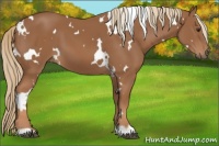 Horse Color:White Spotted Chestnut 