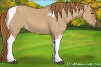 Horse Color:Red Dun Tobiano 