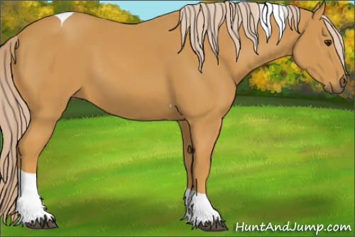 Horse Color:Palomino Tobiano 