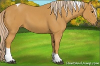Horse Color:Palomino Tobiano 