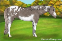 Horse Color:Silver Black Tobiano Frame Appaloosa 