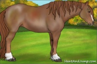 Horse Color:Chestnut Sabino