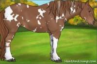 Horse Color:White Spotted Chestnut Tobiano 