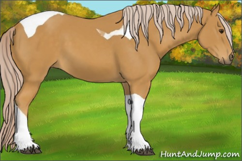 Horse Color:Palomino Tobiano 