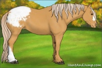 Horse Color:Palomino Appaloosa 