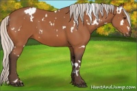 Horse Color:White Spotted Silver Bay 