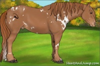 Horse Color:White Spotted Chestnut Appaloosa 