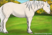 Horse Color:Cremello Sabino 