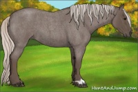 Horse Color:Silver Blue Roan 