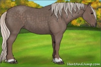 Horse Color:Silver Blue Roan 