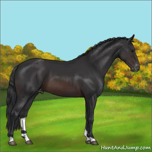 Horse Color:Brown Appaloosa 