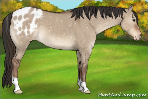 Horse Color:Liver Red Dun Appaloosa 