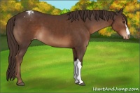 Horse Color:Liver Chestnut Appaloosa