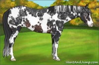 Horse Color:White Spotted Brown Ice Sabino 
