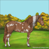 Horse Color:White Spotted Chestnut 