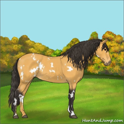 Horse Color:White Spotted Buckskin 