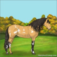Horse Color:White Spotted Buckskin