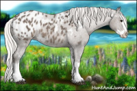 Horse Color:White Spotted Silver Black Splash Appaloosa 