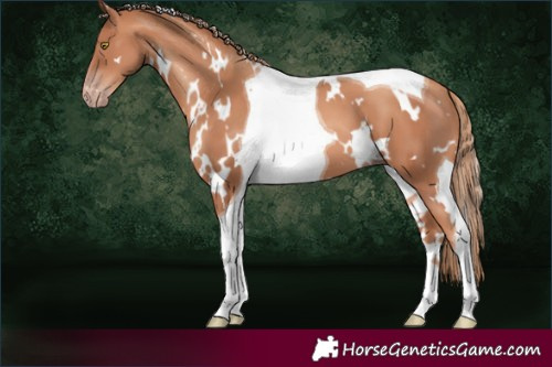 Horse Color:White Spotted Gold Champagne Tobiano