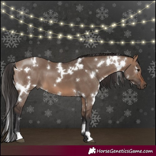 Horse Color:White Spotted Brown Dun