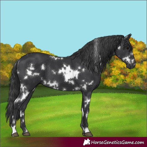 Horse Color:White Spotted Black 