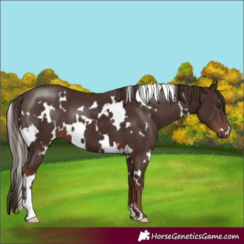 Horse Color:White Spotted Liver Chestnut 