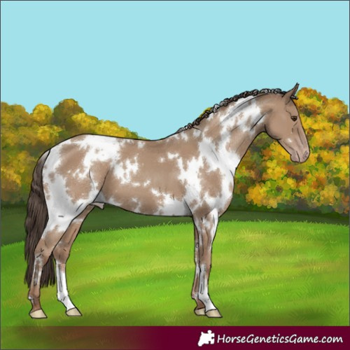 Horse Color:White Spotted Classic Champagne 