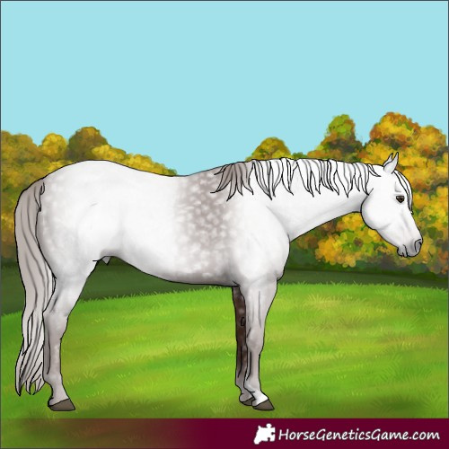 Horse Color:Gray Chestnut 