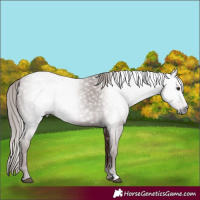 Horse Color:Gray Chestnut 