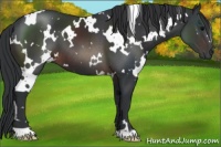 Horse Color:White Spotted Brown 