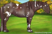 Horse Color:White Spotted Chocolate Black 