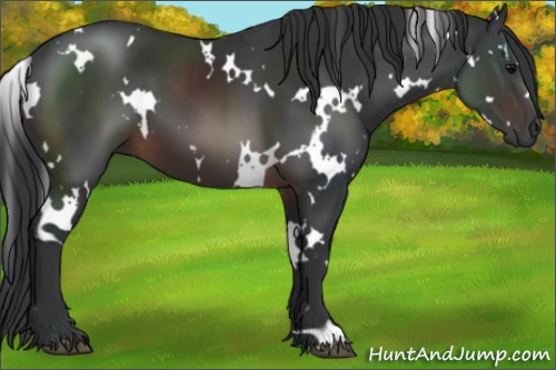 Horse Color:White Spotted Brown 