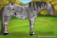 Horse Color:White Spotted Liver Chestnut Ice 