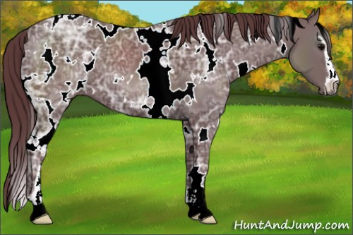 Horse Color:White Spotted Chocolate Black Ice Sabino 