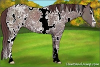 Horse Color:White Spotted Chocolate Black Ice Sabino 