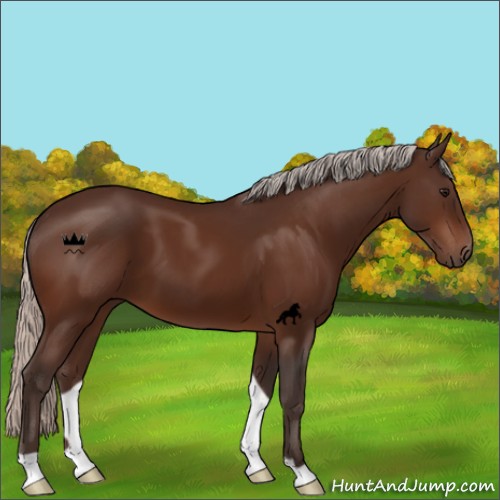 Horse Color:Silver Bay 