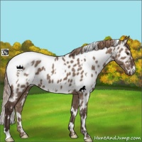 Horse Color:White Spotted Liver Red Dun Appaloosa 