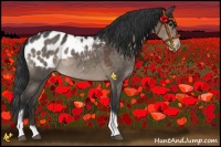 Horse Color:Brown Dun Tobiano Appaloosa 