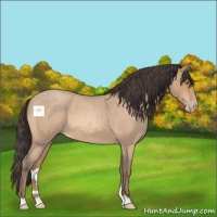 Horse Color:Amber Champagne Roan